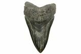 Serrated, Fossil Megalodon Tooth - South Carolina #369997-1